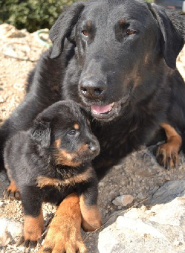 Elevage Saint Petronille Beauceron Ou Berger De Beauce Elevage Saint Petronille Beauceron Ou Berger De Beauce
